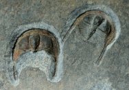 Whitardolithus Trilobites