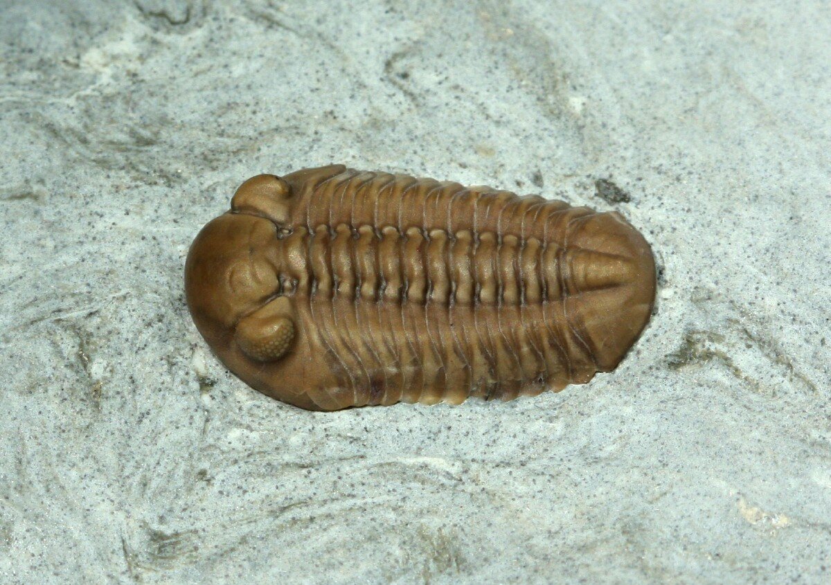 Acernaspis copperi Trilobite