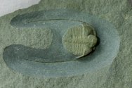 Anebolithus Trilobite
