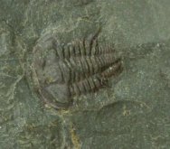 Emuella polymera Trilobite