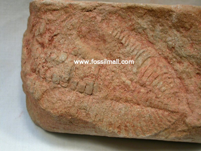 Australian Odontochile Trilobite