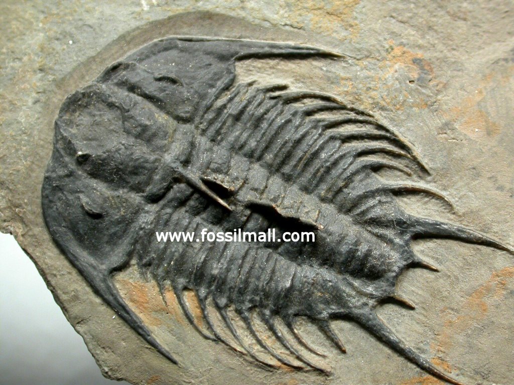 Olenoides nevadensis Trilobite