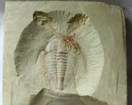 Redlichia mansuyi Guanshan Fauna Trilobite with Preserved Antennae