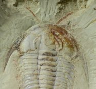 Redlichia mansuyi Trilobite with Antennae