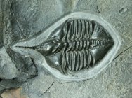 Cnemidopyge (Ampyx) tenuis Trilobite