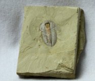 Palaeolenus Trilobite