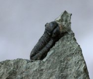Gerastos catervus Trilobite