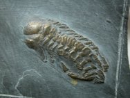 Chotecops ferdinandi Trilobite