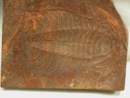 Bathynotus keuichousensis Trilobite