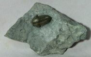 Calymene Silurian Trilobite