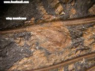 Messel Fossil Bat wing membrane