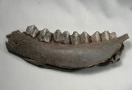 Deer Jaw Fossil
