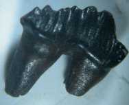 Cimolodon Fossil Tooth