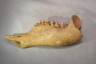 Marsupial Fossil Jaw