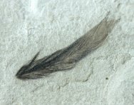 Fossil Flight Feather