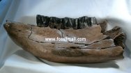 Woolly Rhinoceros Jaw Fossil