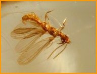 Fossil amber insect Isoptera
