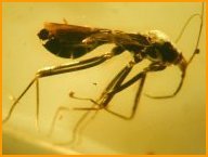 Rare assassin bug in amber