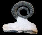 Anetoceras Devonian Ammonite