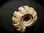 Paralegoceras Ammonite