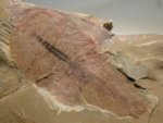 Cindarella Chengjiang Biota  Fossil