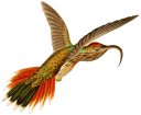 Aves or Avian Dinosaur