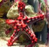 Asterozoa Starfish