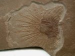 Rare Lepidasterella Starfish Fossil