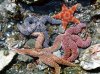 Starfish and Sea Urchins