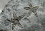 Stenaster salteri Brittlestar Fossils