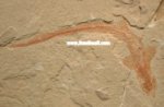 Paratriakis curtirostris Cretaceous Shark Fossil 