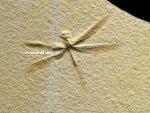 Stenophlebia Dragonfly Insect Fossil