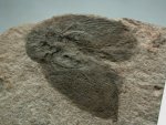 Carboniferous Cockroach Fossil Eoblattina