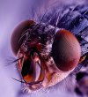 Fly of Order Diptera