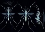 Mosquito Insects