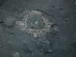 Anomalocaris Fossil