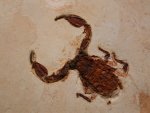 Scorpian Fossil