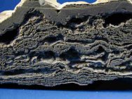 Pleistocene Stromatolites from Australia