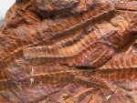 Jurassic Cycad Plant Fossils