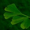 Ginkgo Living Plant Fossil