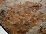 Carboniferous Zeilleria True Fern Fossil Plant 