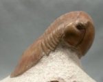 Illaenus atavus Russian Trilobite