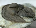 Declivolithus Asaphid Trilobite
