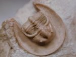 Harpides plautini Harpetid Russian Trilobite