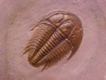 Modocia typicalis Ptychopariid Trilobite