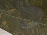 Naraoia compacta Burgess Shale Nektaspida