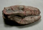 Repenomamus Fossil