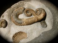 Heteromorph Ammonites Assemblage