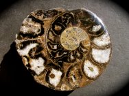 Physodoceras wolfi Ammonite