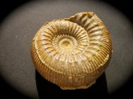 Stephanoceras Ammonite from France